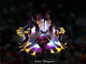 Flamboyant Cuttlefish in Anilao by Ken Thongpila 